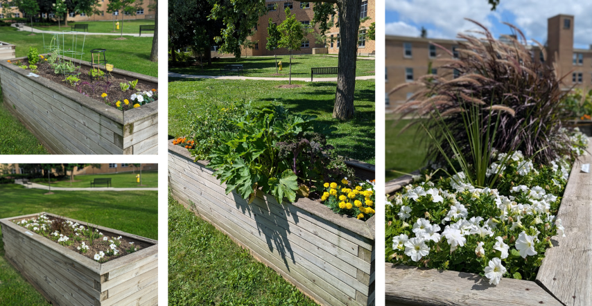 o	Top Left: Executive Partners garden box after initial planting of plugs. Bottom Left: E1 Ortho Outpatient Clinic after initial planting. Middle: Executive Partners flowers and other plants blooming in August. Right: E1 Ortho Outpatient Clinic in August after grasses and white flowers have grown significantly.