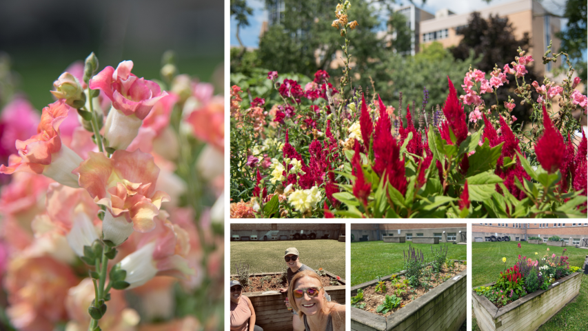  Care team's garden box as it transitioned over the season and closeups of some of their flowers. Left: Close-up of roses. Top: picture of red flowers. Bottom left: Team members after initial planting. Bottom Middle: Early July photograph of plants growing. Bottom Right: Start of August photograph of flowers blooming with lots of colours.