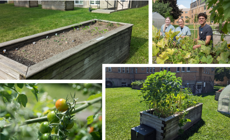 Collage of Radiography's garden box over the season. Top left: Initial seeds and plugs planted. Top Right: Team tending to plants. Bottom left: Closeup of cherry tomatoes ripening on vine. Bottom Right: View of full garden box in August with vegetable plants having grown significantly.