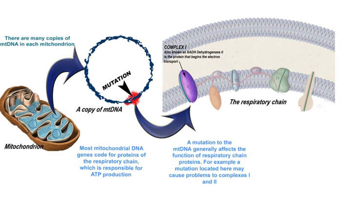 Monkey DNA Swap May Block Mitochondrial Disease
