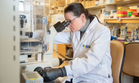 Relka Bihari using a microscope to assess cells that are used to mimic compartment syndrome.